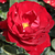 Vörös - Virágágyi floribunda rózsa - Lilli Marleen®